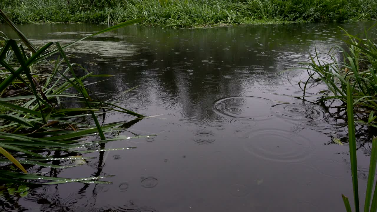 물 위에 방울이 떨어집니다.