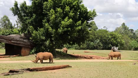 rhino moves and grazes in natural surroundings.