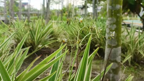 hierba seca en el jardín de flores