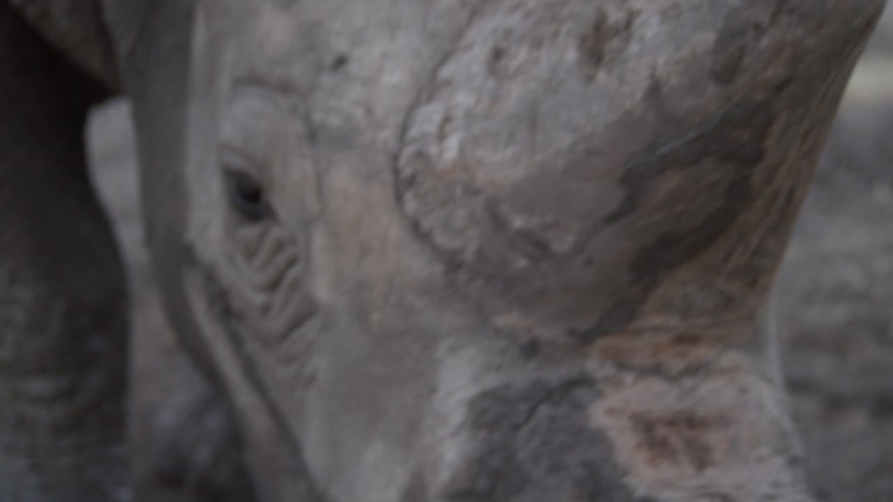 los dulces ojos de un rinoceronte que quieren atención