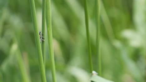 escarabajo de hormiga negra y roja sentado en una brizna de hierba balanceándose en el viento