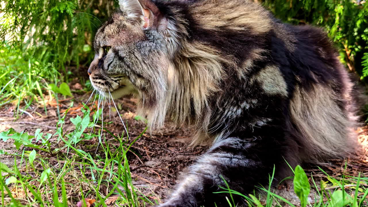 Meeting a Maine Coon in Cesis, Latvia