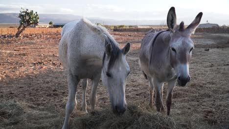 Caballo-Doméstico-Y-Burro-Comiendo-Heno-En-La-Granja