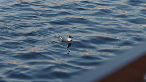 an injured black-headed gull floats on the seawater during the early morning