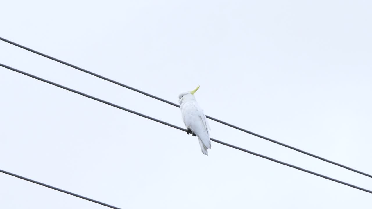 White cockatoo on a powerline
