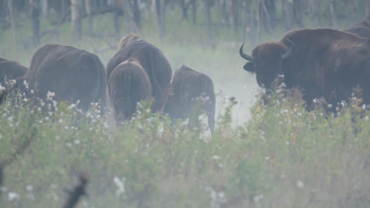 Herd of plains bison walk through foggy meadow in northern forest