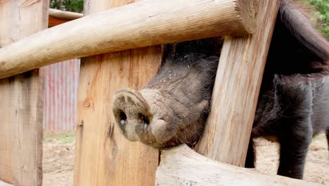 black pig behind wooden pen. close up