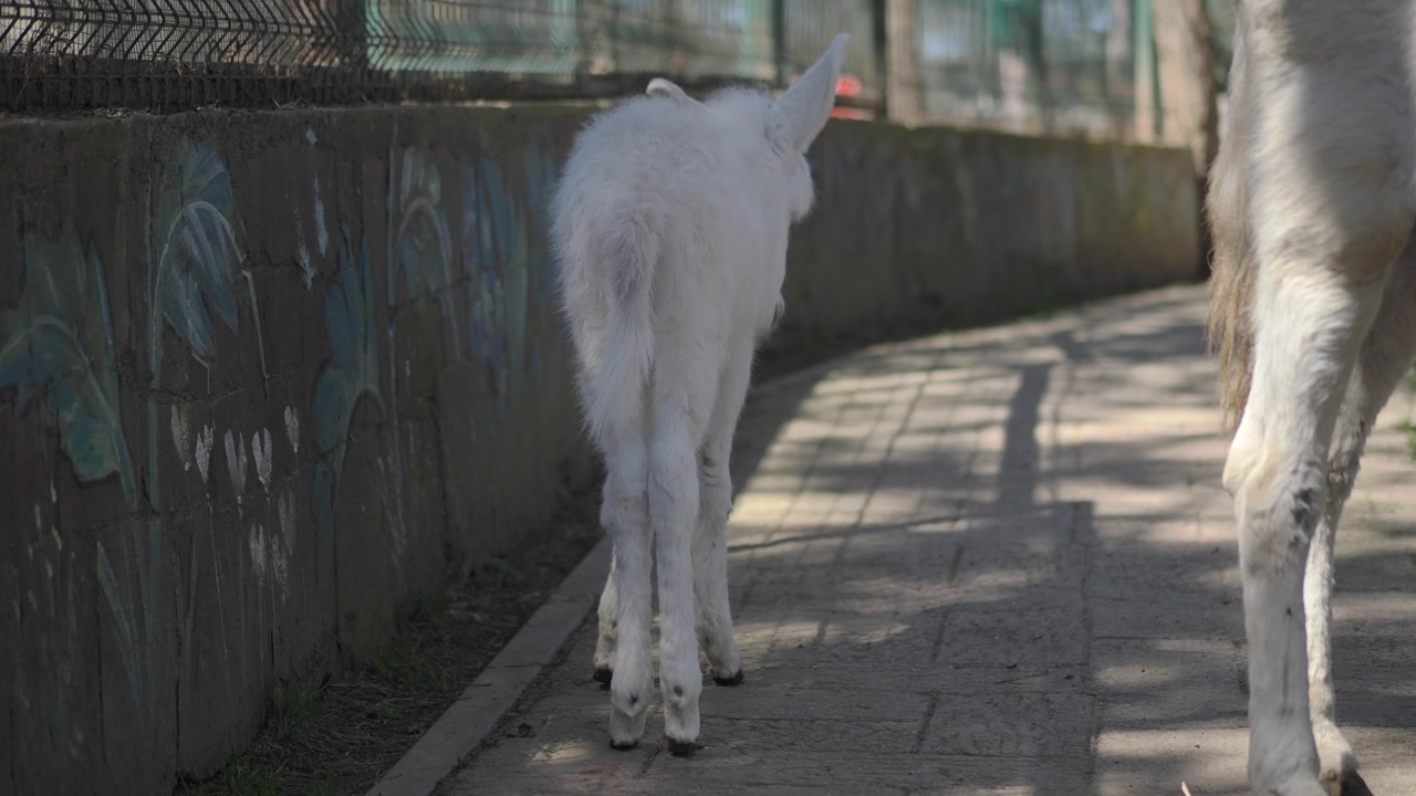 Young White Donkey Standing Still in an Outdoor Enclosure