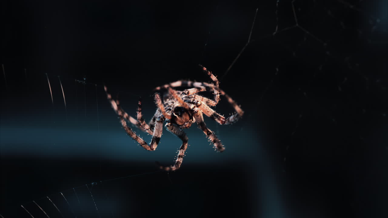 Close up of a spider sitting in its web, showing intricate details of its body and fine silk threads