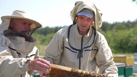 beekeepers look at the honey frame discussing it. focused men check up the bees condition at their bee farm.