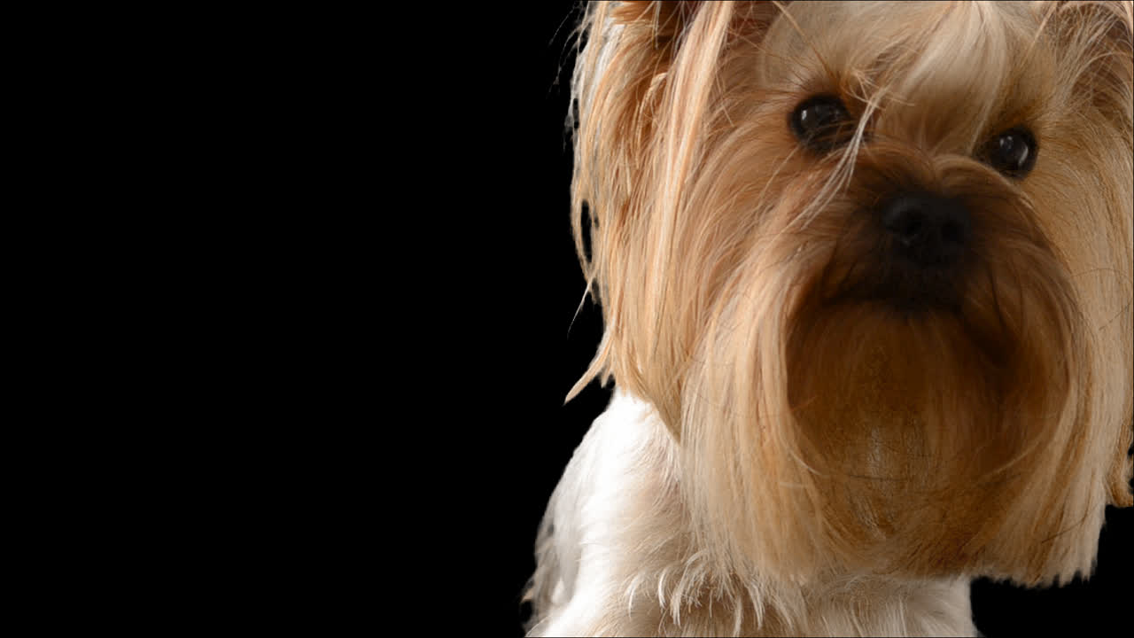 Yorkshire terrier. Canale alfa incluso.