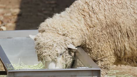 Sheep-Eating-Grass-Or-Hay-In-A-Stainless-Animal-Feeder-In-A-Rural-Farm-In-Seoul,-Korea