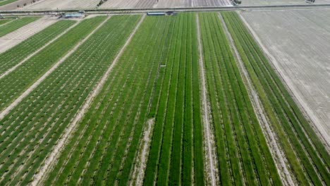 una mirada de cerca a las tierras de cultivo en afganistán