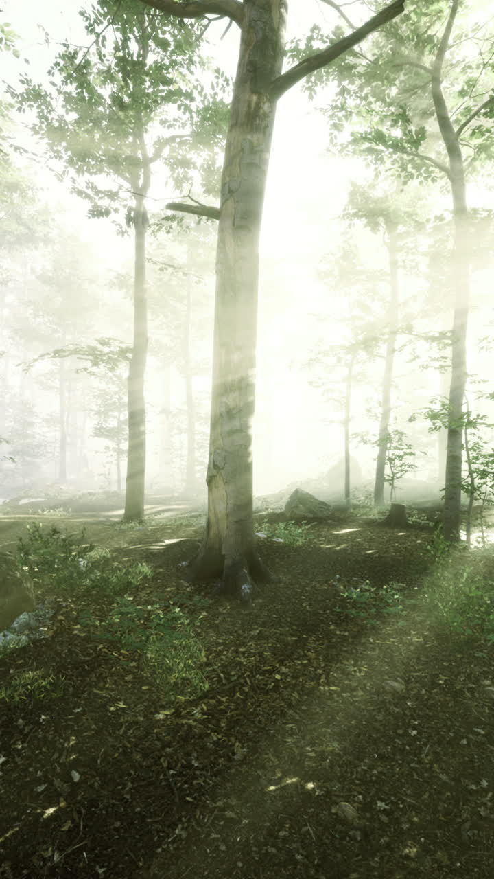 Sunlight streaming through misty forest creates enchanting atmosphere