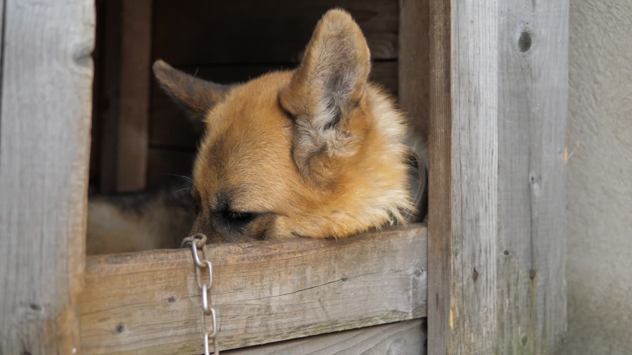 슬픈 눈으로 개집에서 얼굴을 숨기는 독일 목자 개의 근접 시각