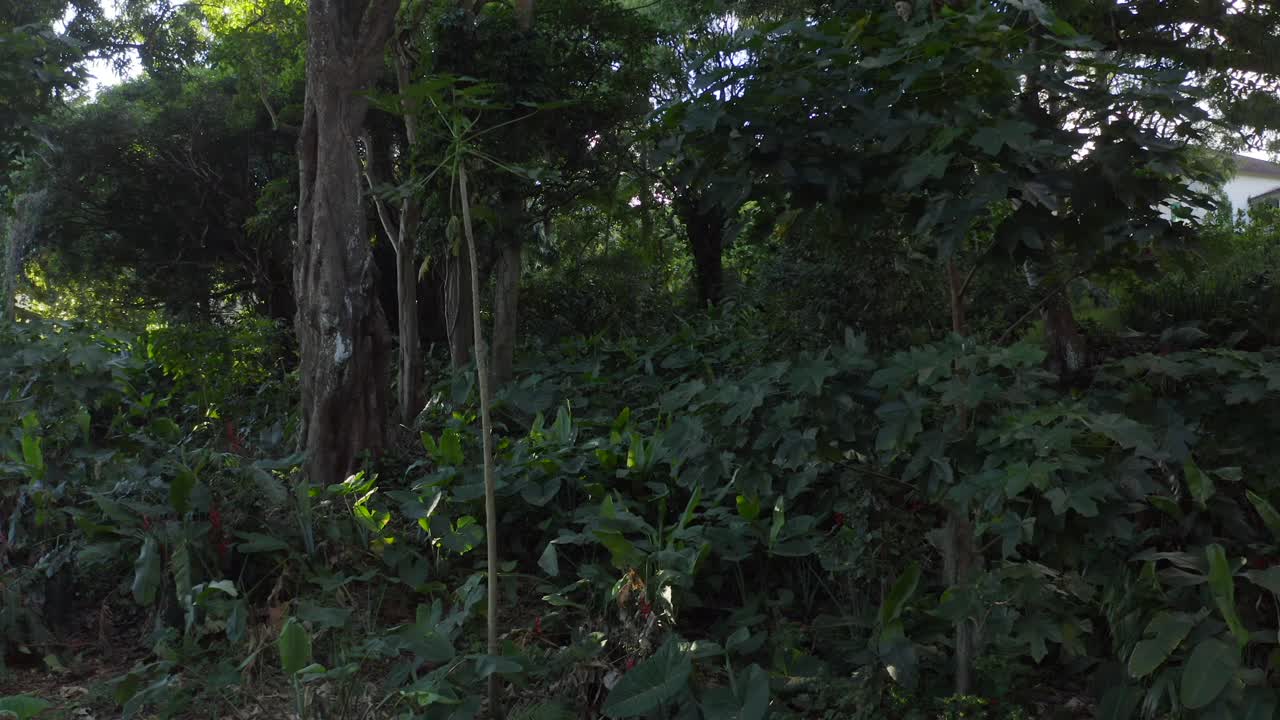 Fitta foresta tropicale con alberi di banyan e kukui, carrellata aerea.