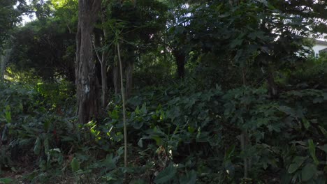 Bosque-Tropical-Denso-Con-árboles-De-Nuez-Banyan-Y-Kukui-Dolly-Aéreo