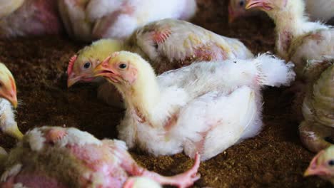 close-up on farm chicken chicks in bangladesh: illustrating intensive industrial breeding and the intersection of animal agribusiness in food production and industry