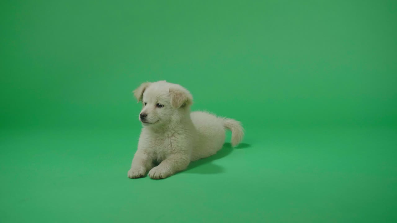 полный вид размахивающей хвостом белой собаки, лежащей в студии зеленого экрана, а затем уходящей