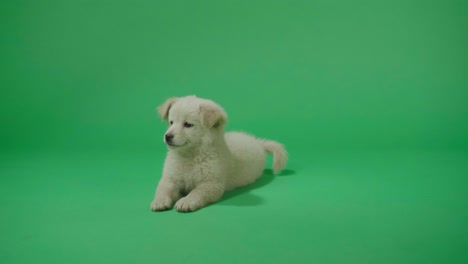 full view of a wagging tail white dog laying down in the green screen studio then walking away