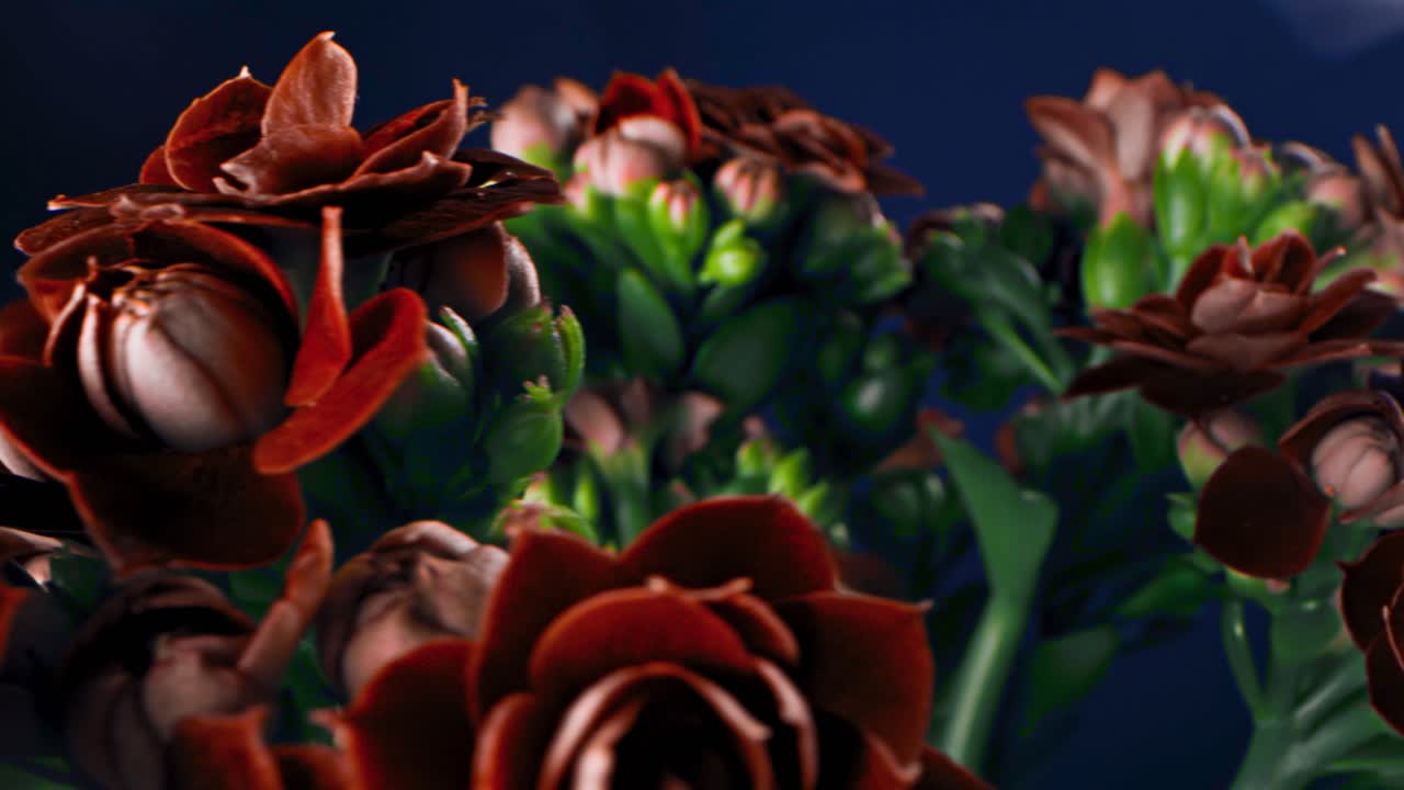 flores rojas oscuras de cerca