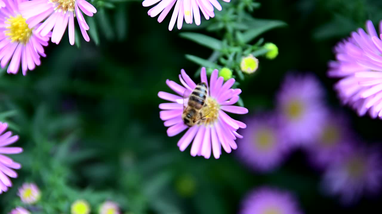 abeja recogiendo polen de la flor
