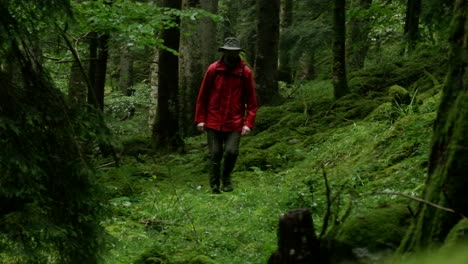 a lone hiker in a red jacket walks among tall trees and a mossy path in a dense, tranquil forest