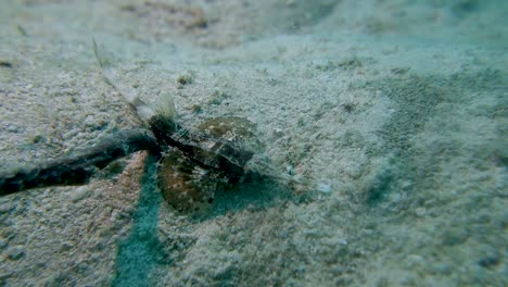 Long-Snout-Slender-Seamoth-Pegasus-Volitans-Hides-in-Plain-Sight-on-Ocean-Floor