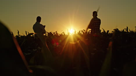 farmers discussing in a cornfield at sunset