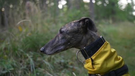 Spanish-Greyhound-Galgo-sitting-in-tall-grass-in-forest