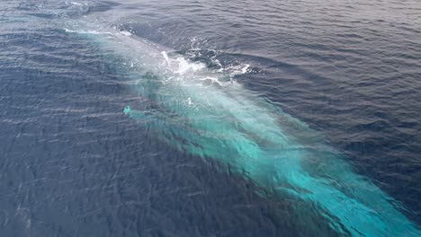 vista de cerca extrema de una ballena azul que atraviesa el océano pacífico con una claridad asombrosa que demuestra el enorme tamaño del animal más grande del mundo