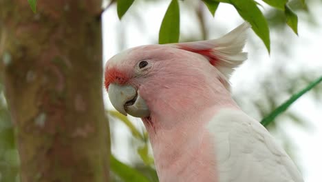 la hermosa cacahuete del mayor mitchell, la cacahuete rosa, la cacatua leadbeateri manchada en el árbol, alimentándose de semillas, fotografía de cerca de especies de aves australianas