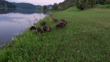 ducklings and their mother duck swimming and searching for food at fish pond