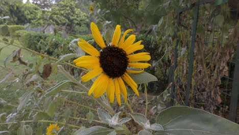 Sunflower on plant and swaying with the wind