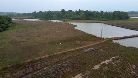 Drohne-Folgt-Vogel-über-Farm-Und-Fluss-Gruppe-Von-Reihermöwen-Stille-Wasserspiegelung-Vogelperspektive-Zeitlupe