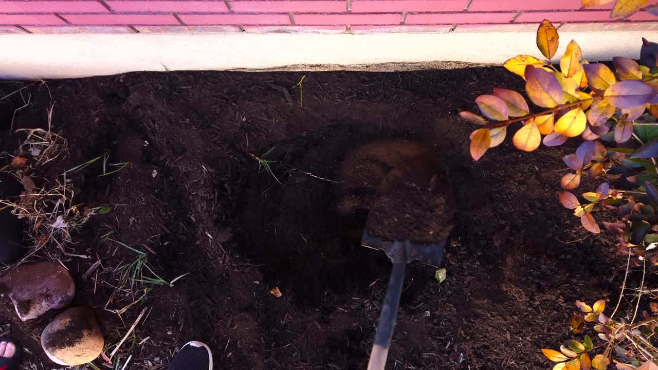 Scavando una buca in un giardino fiorito a lato di una casa in periferia, in primavera, al rallentatore.