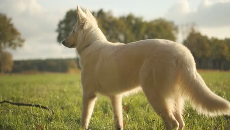 Perro-Pastor-Blanco-Parado-En-Un-Campo-De-Hierba