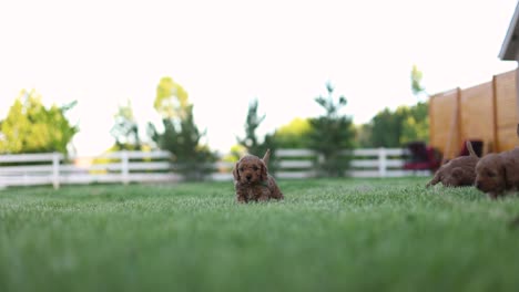 Cute-scene-of-newborn-dog-babies-on-grassy-area