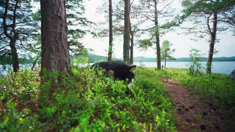 perro husky siberiano acostado en la vegetación verde