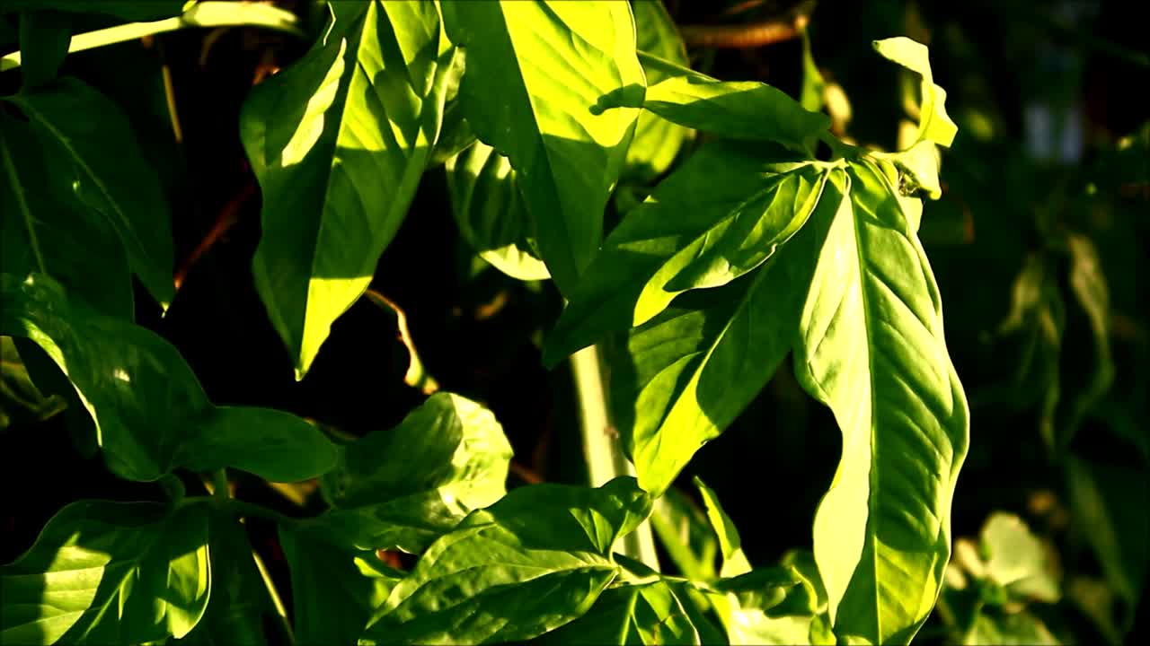 una toma de video de mano de hojas verdes y un rayo de sol