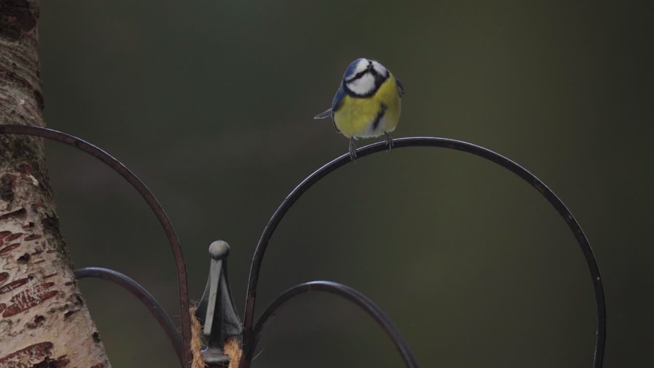 grandes pájaros tit posados fuera del patio trasero con fondo bokeh