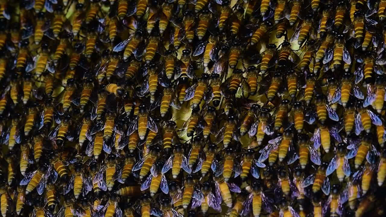 se sabe que las abejas melíferas gigantes construyen grandes colonias de nidos con bolsillos simétricos hechos de cera para almacenar miel como fuente de alimento.