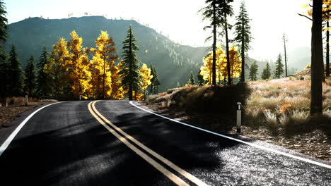 forest road under sunset sunbeams