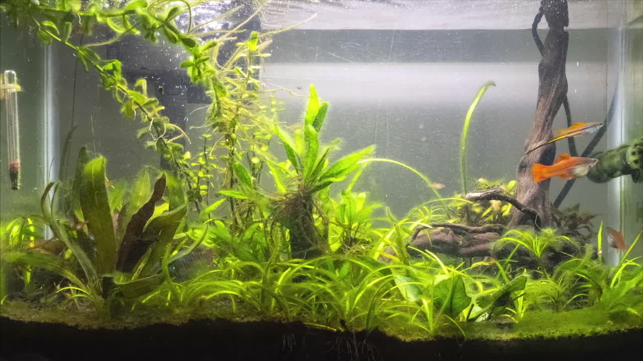 20갤런 담수 수족관 어항의 시간 경과