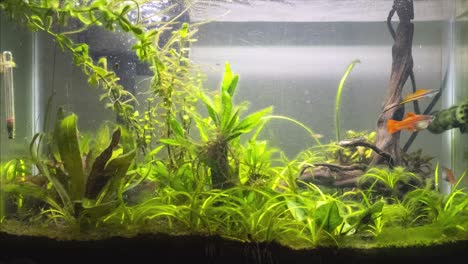 Time-lapse-of-20-gallon-freshwater-aquarium-fish-tank