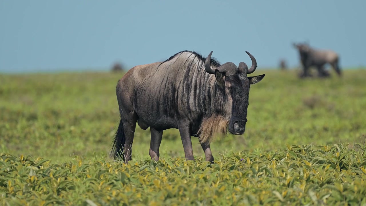 Gnu under Serengeti-migrasjonen i Tanzania. Nærbilde av gnu som vandrer i Serengeti nasjonalpark i Afrika, på en dyrelivssafari i solskinn med klar blå himmel