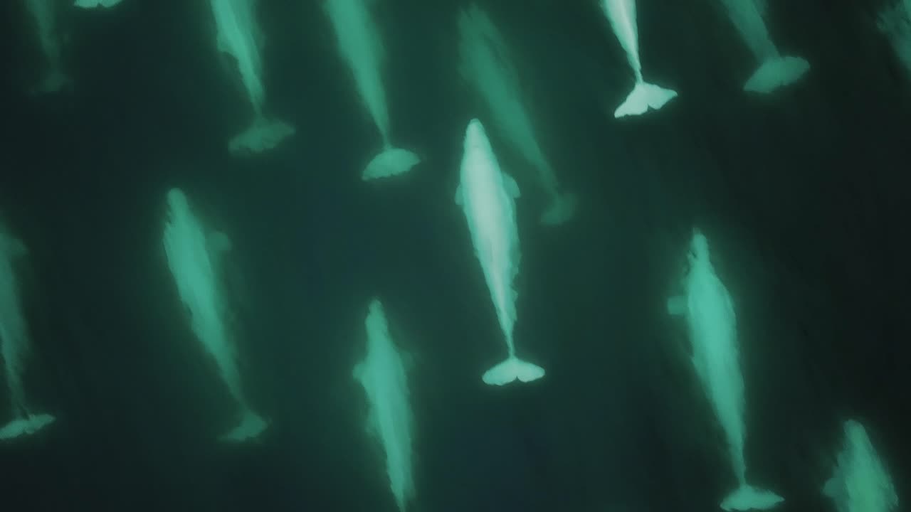 Big pod of beluga whale swimming in the Arctic - Aerial Drone Close Up Tracking