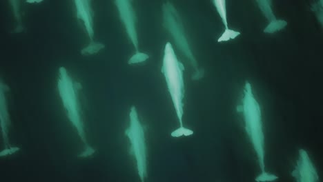 big pod of beluga whale swimming in the arctic - aerial drone close up tracking