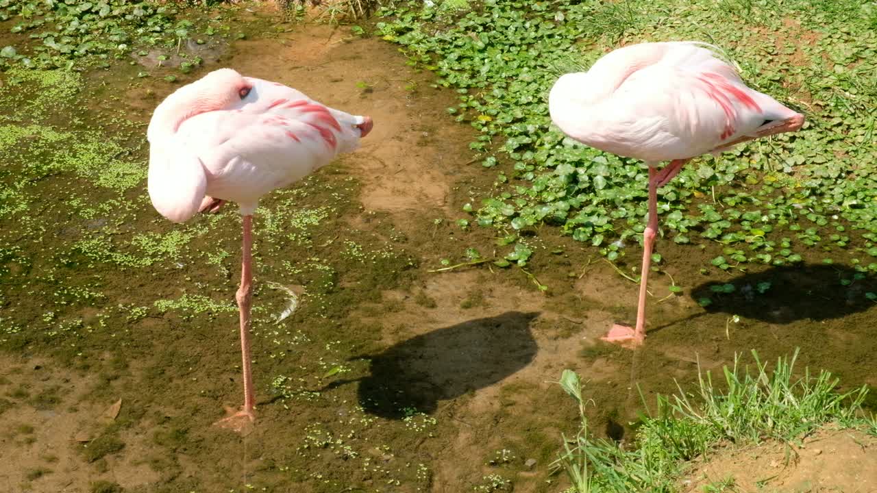 카리브 플라밍고 (phoenicopterus chilensis)