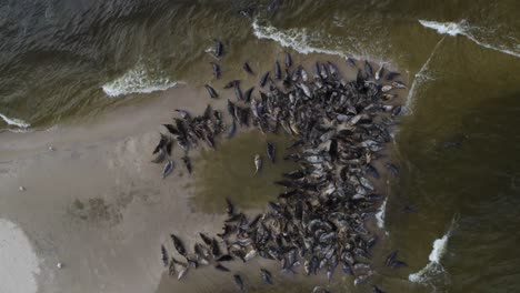 upward drone shot top down of a large herd of grey seals in a sand island in the mewia lacha reserve, off the polish coast in the baltic sea